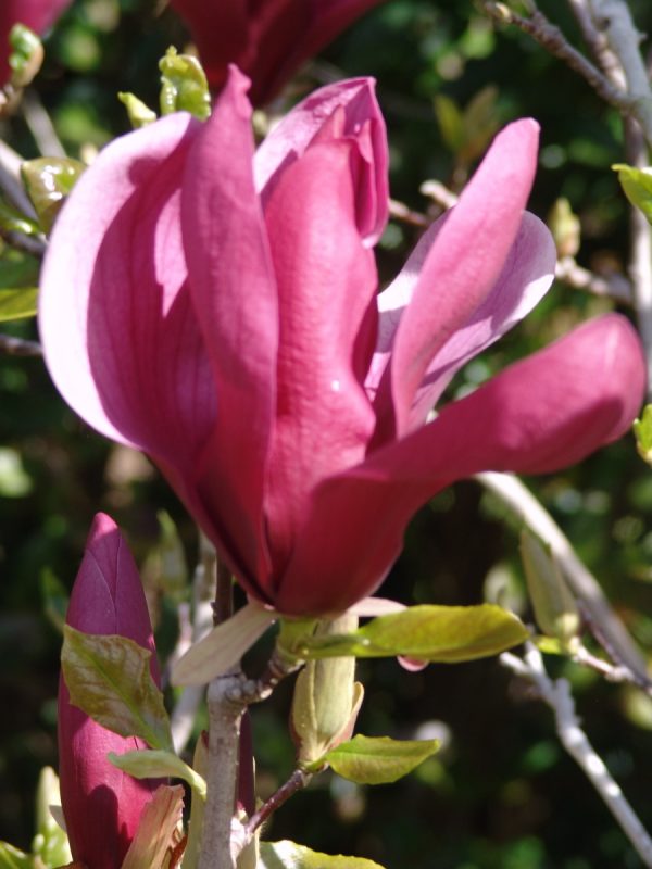 Magnolia Liliiflora Nigra
