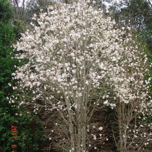 Magnolia Merrill