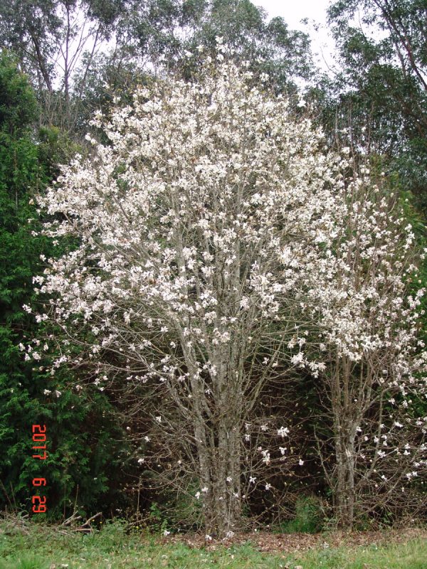 Magnolia Merrill