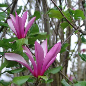 Magnolia Orchid