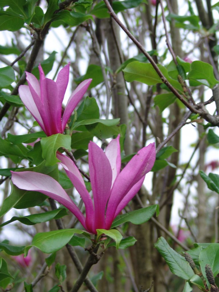 Magnolia Orchid