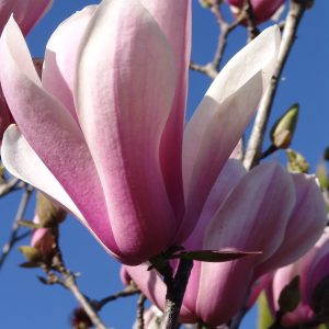 Magnolia Peppermint Stick
