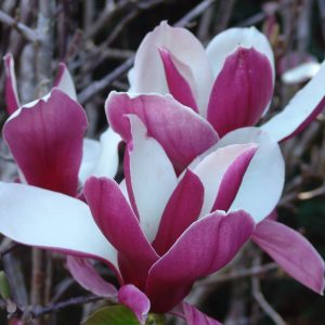 Magnolia Picture