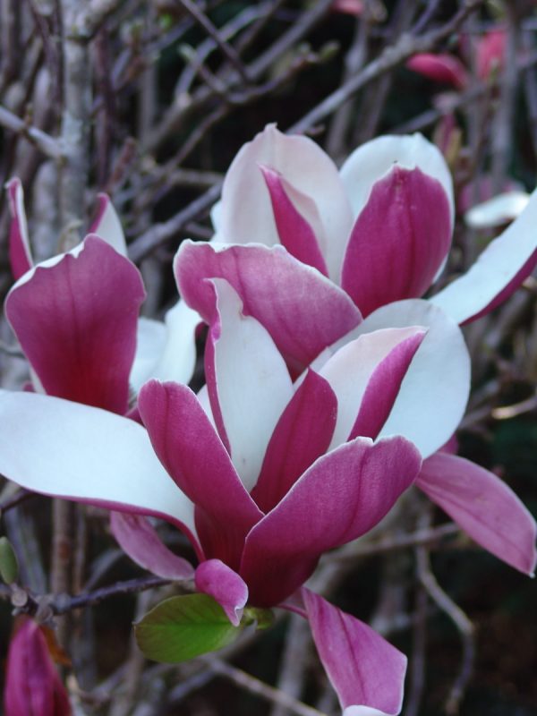 Magnolia Picture