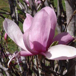 Magnolia Pinky