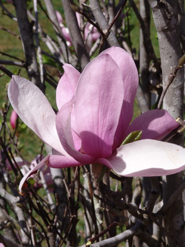 Magnolia Pinky