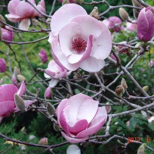 Magnolia Raffellii