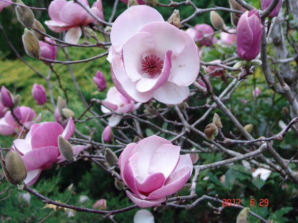 Magnolia Raffellii