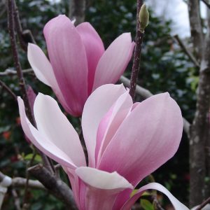 Magnolia Royal Crown
