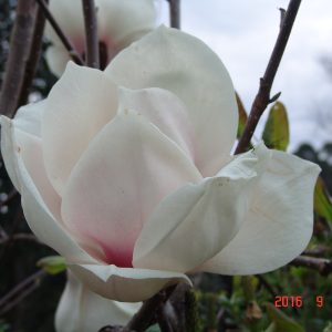 Magnolia Sayonara