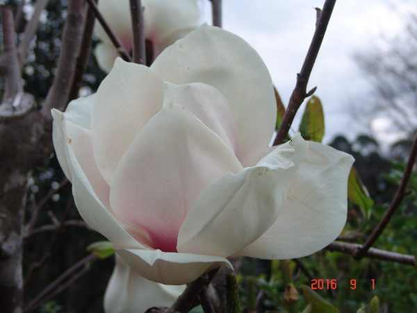 Magnolia Sayonara