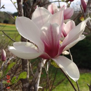 Magnolia Soulangeana Purple