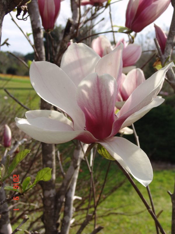Magnolia Soulangeana Purple