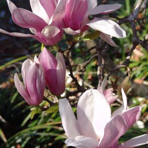 Magnolia Soulangeana