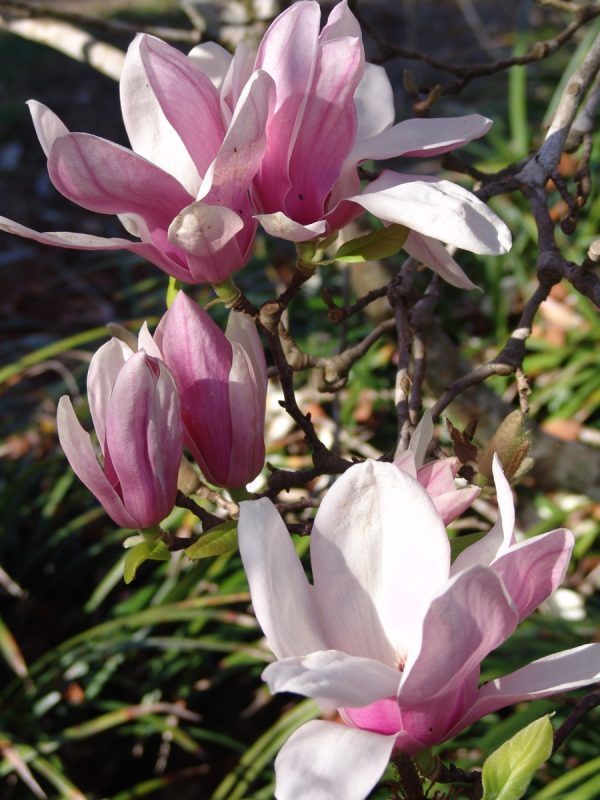 Magnolia Soulangeana