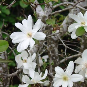 Magnolia Spring Snow