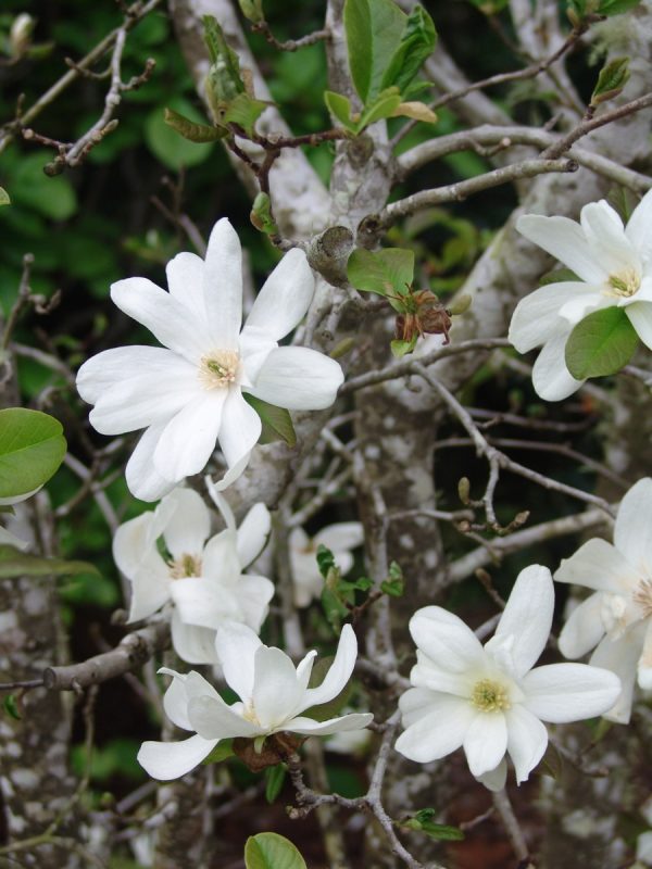 Magnolia Spring Snow