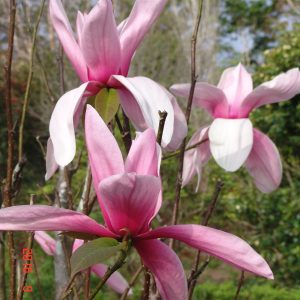 Magnolia Star Wars