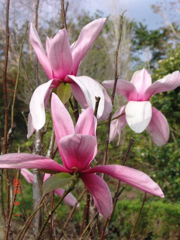 Magnolia Star Wars