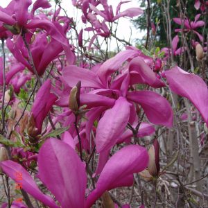 Magnolia Susan