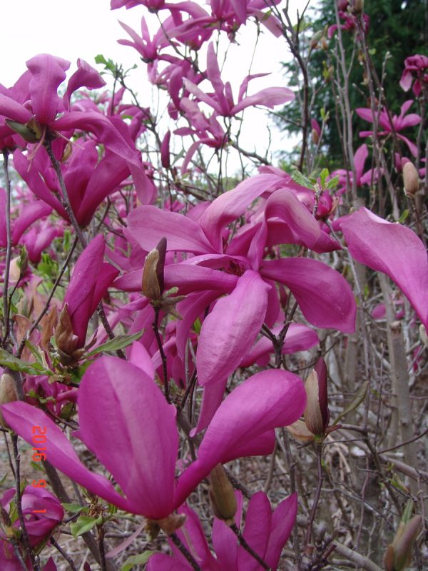 Magnolia Susan