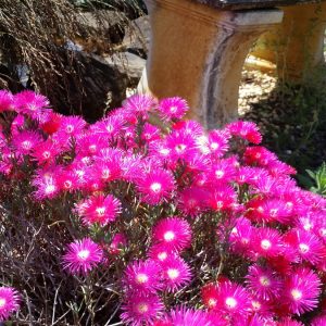 Mesembryanthemum Magenta