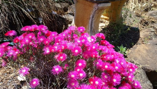 Mesembryanthemum Magenta