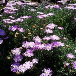 Mesembryanthemum mauve