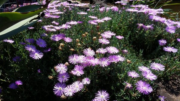 Mesembryanthemum mauve