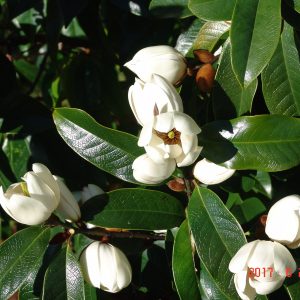 Michelia Bubbles