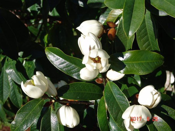 Michelia Bubbles