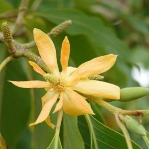 Michelia Champaca