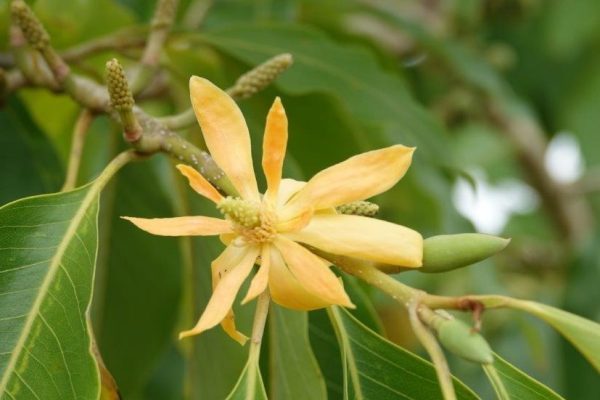 Michelia Champaca