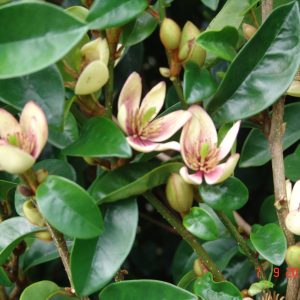 Michelia Coco