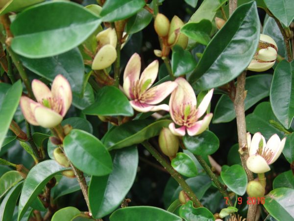 Michelia Coco