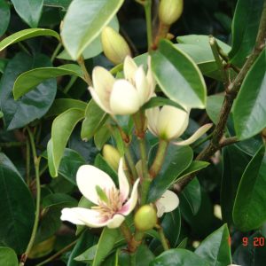 Michelia Lady of the Night