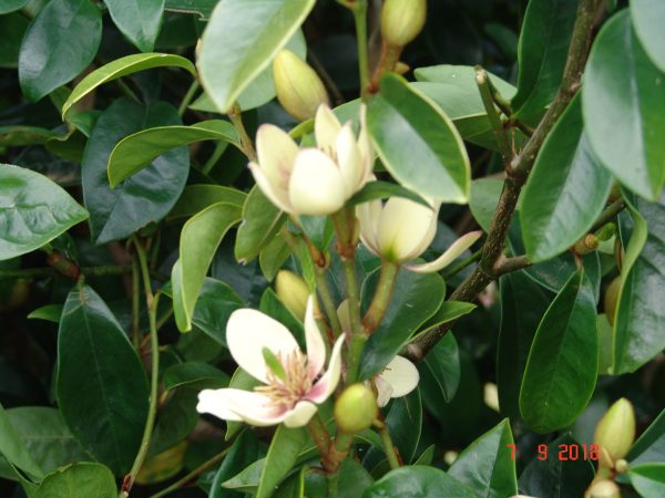Michelia Lady of the Night