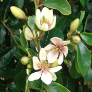 Michelia Skinneriana