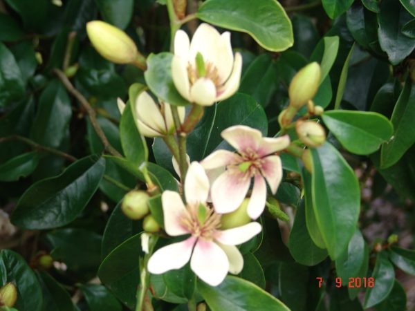 Michelia Skinneriana