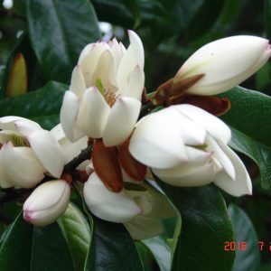 Michelia Touch of pink