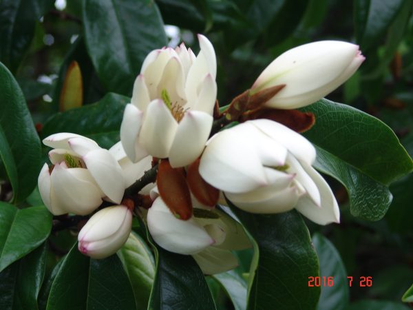 Michelia Touch of pink