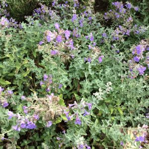Nepeta Walkers Blue