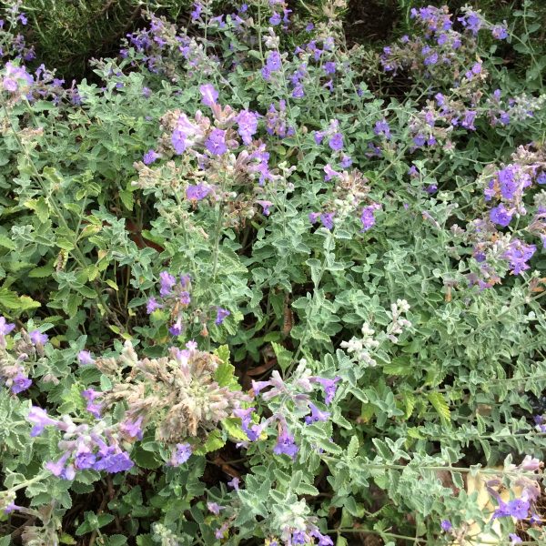 Nepeta Walkers Blue