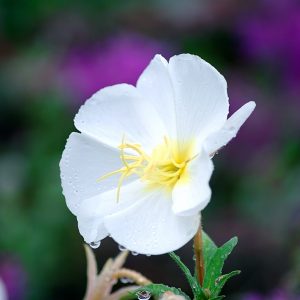 Oenothera Alba