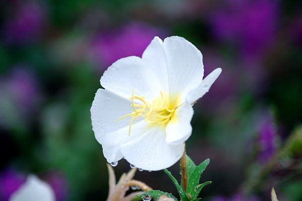 Oenothera Alba