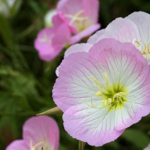 Oenothera Pink