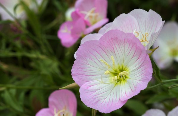 Oenothera Pink