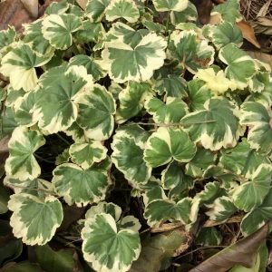 Pelargonium Madam Salleron
