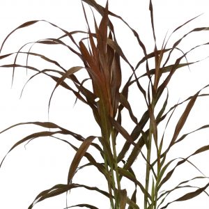 Pennisetum Burgundy Giant