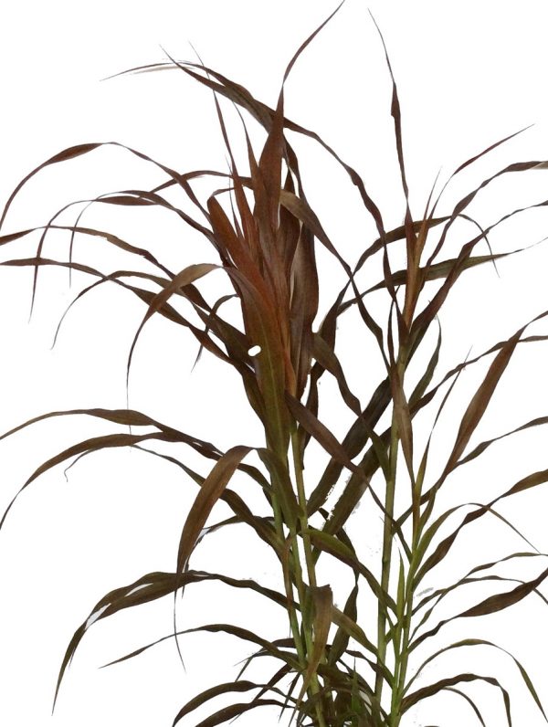 Pennisetum Burgundy Giant